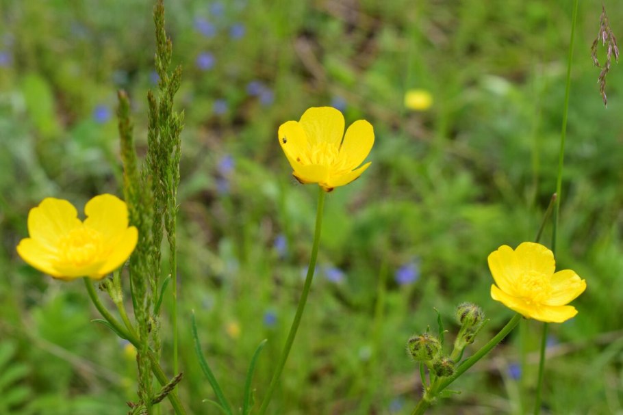 Лютик отпрысковый