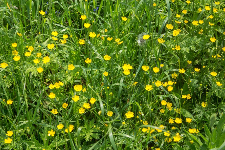 Лютик шероховатоплодный