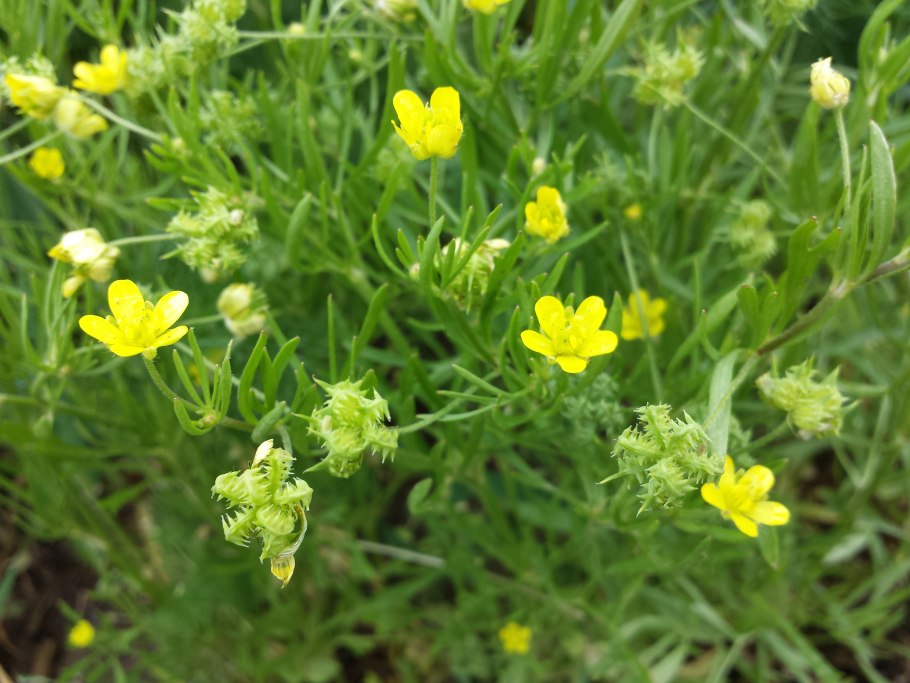 Лютик однолистный