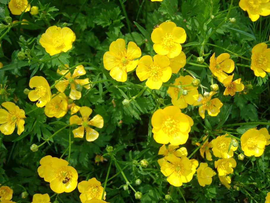 Ranunculus Kemerovensis