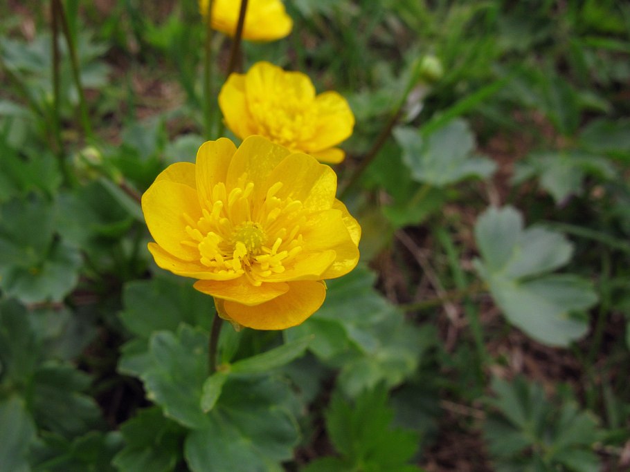 Лютик Иллирийский фото