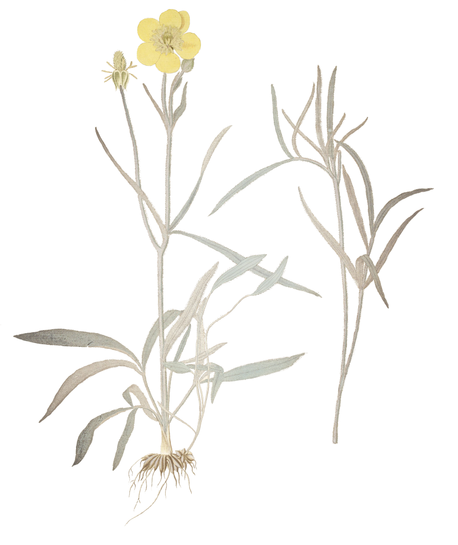 Лютик однолистный фото