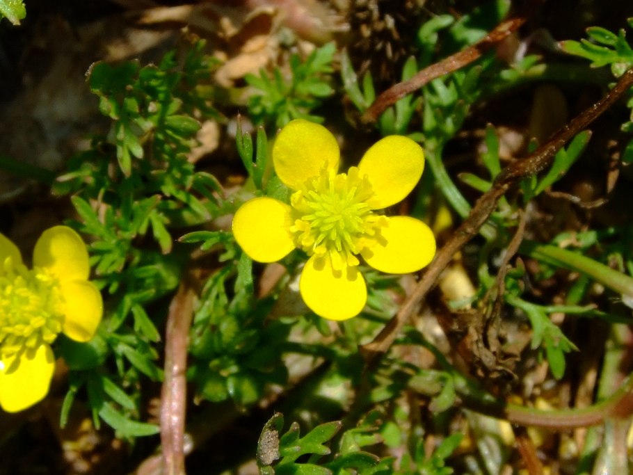 Лютик мохнатый