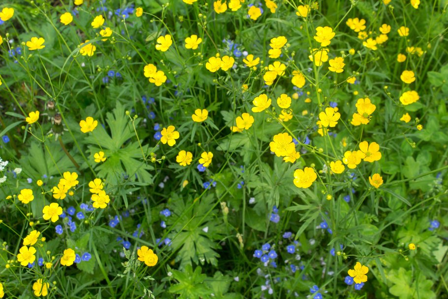 Лютик прыщенец