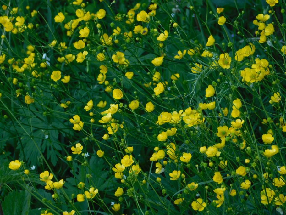 Лютик Дальневосточный