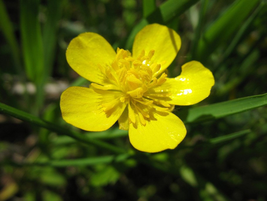 Лютик болотный желтый