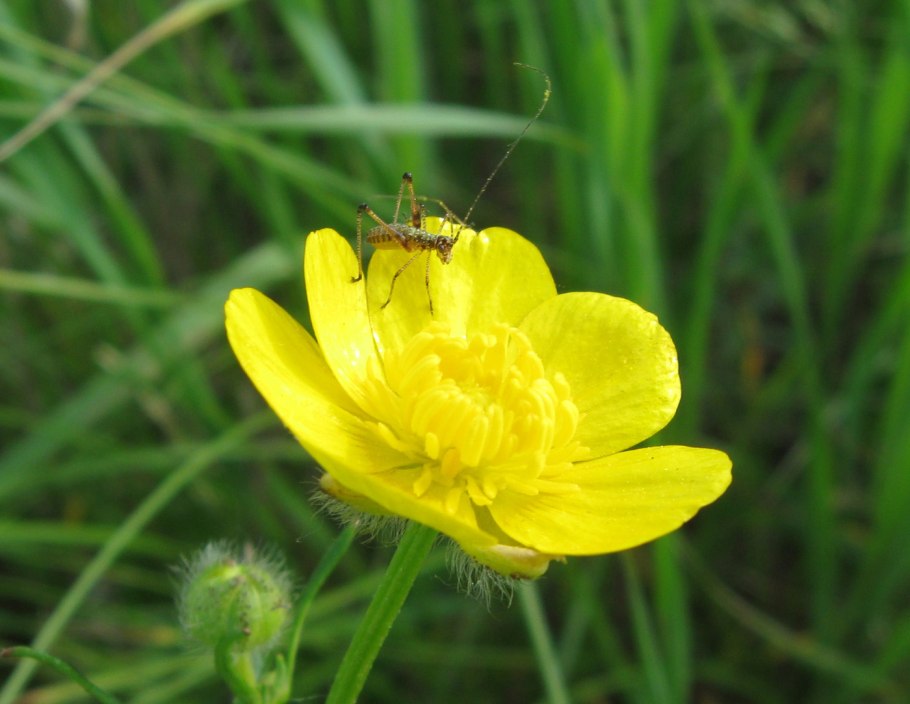 Лютик многокорневой