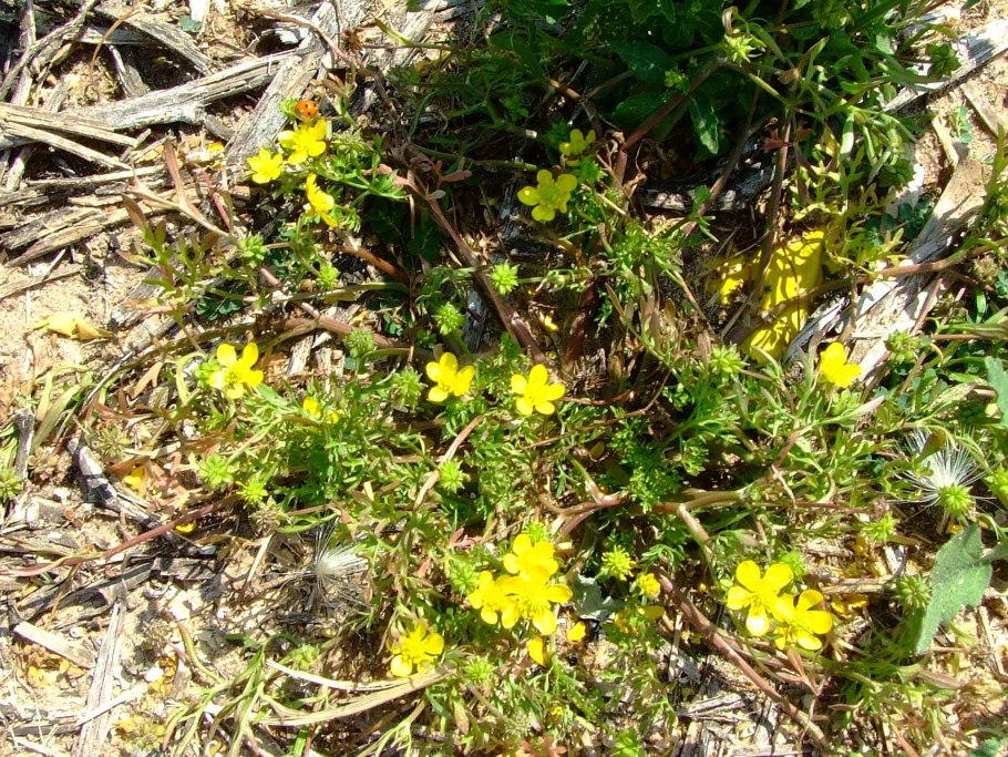 Лютик многоцветковый