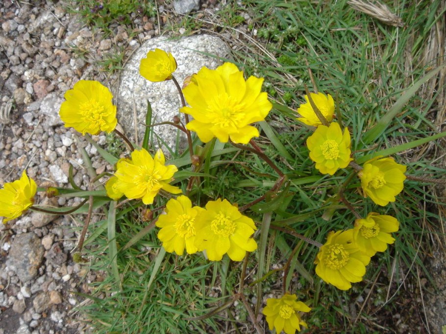 Растения Крыма Лютик