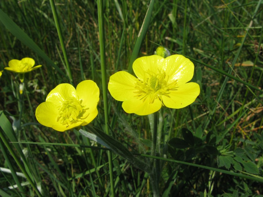 10. Лютик Иллирийский