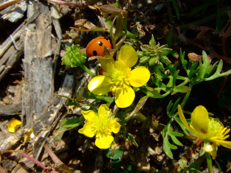 Лютик Ranunculus sartorianus