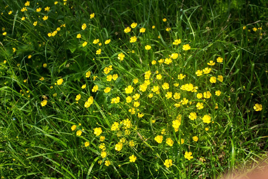 Лютик ползучий махровый