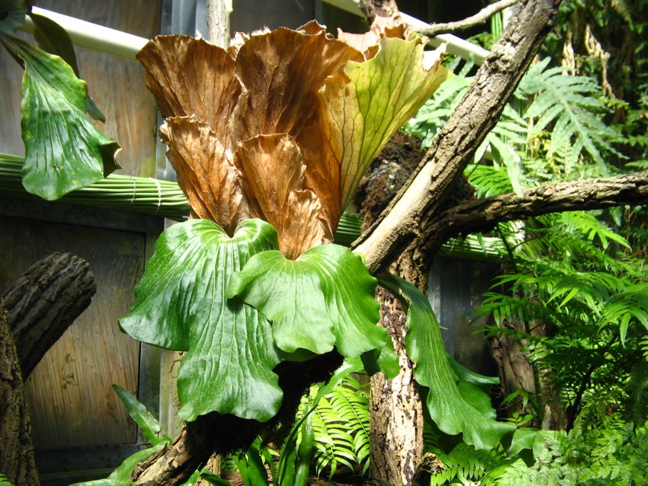 Эпифитная грибница