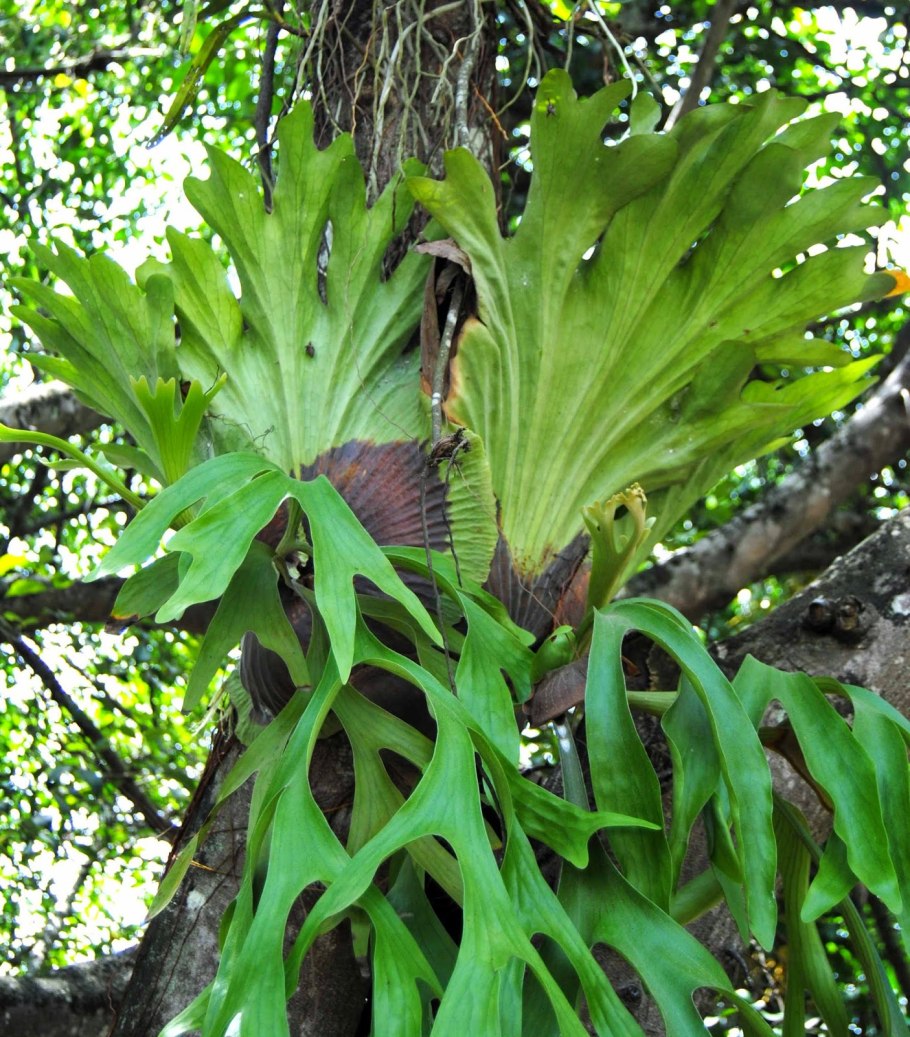 Папоротник Оленьи рога Платицериум