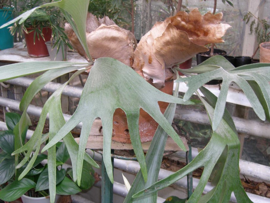 Папоротник Платицериум бифуркатум