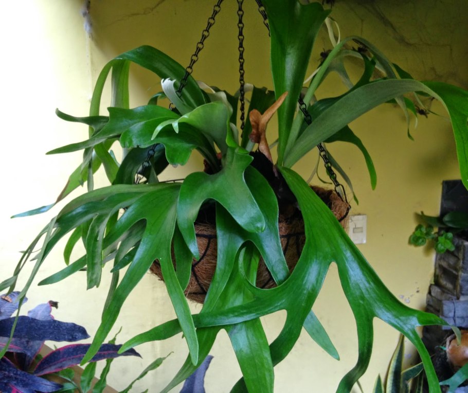 Платицериум Недерландс