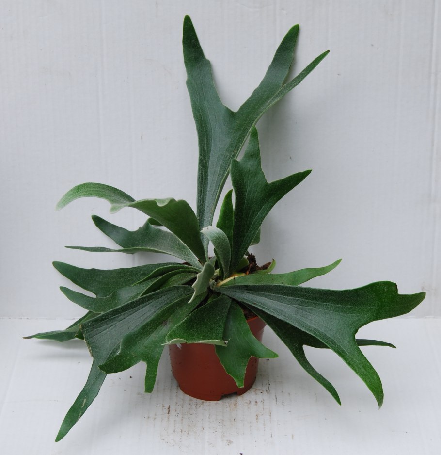 Platycerium madagascariense