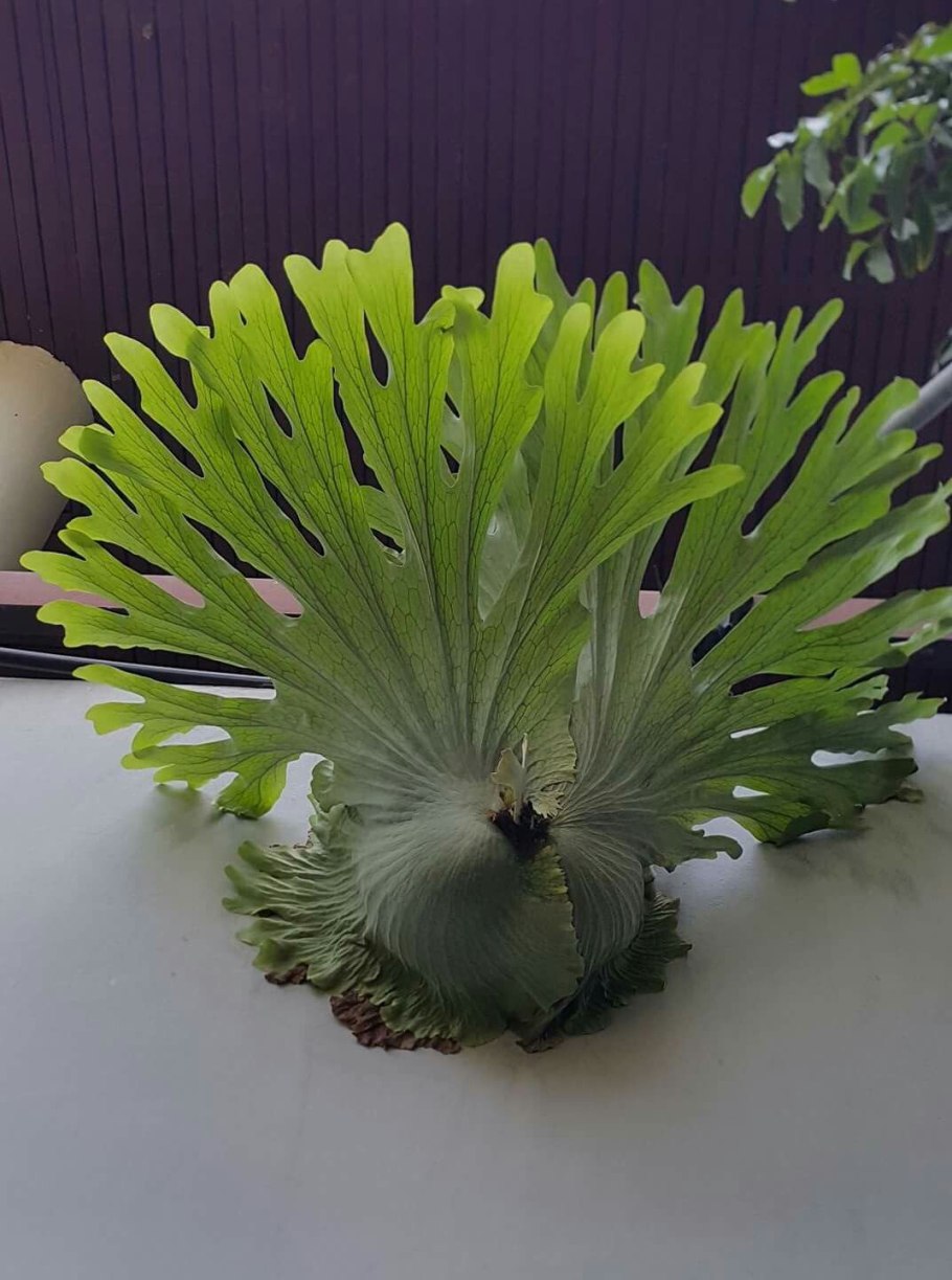 Платицериум Оленьи рога