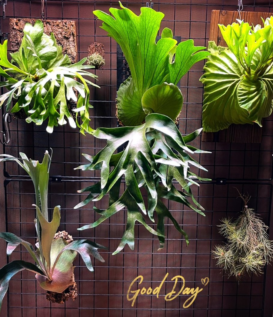 Платицериум двувильчатый