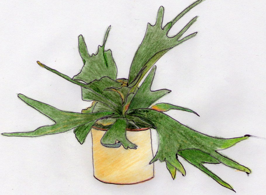 Папоротник Оленьи рога