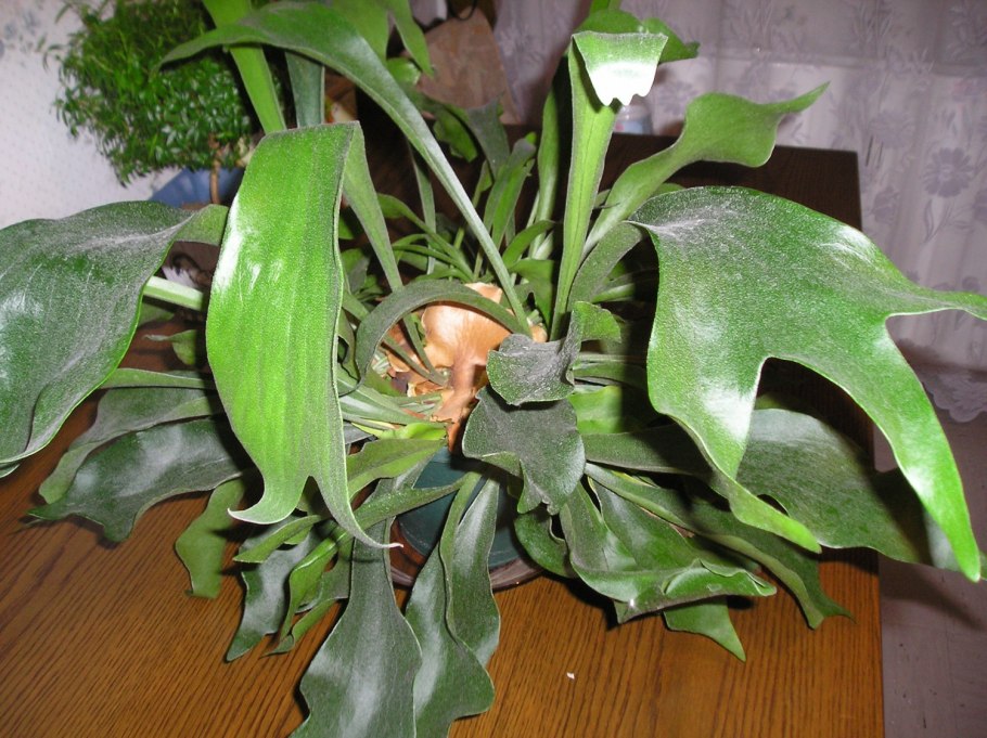 Платицериум Оленьи рога