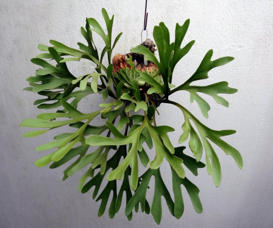 Platycerium elephantotis