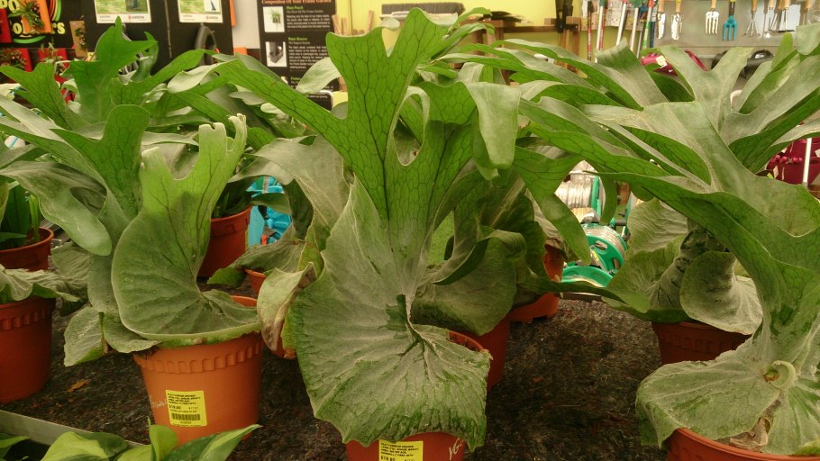 Платицериум почва