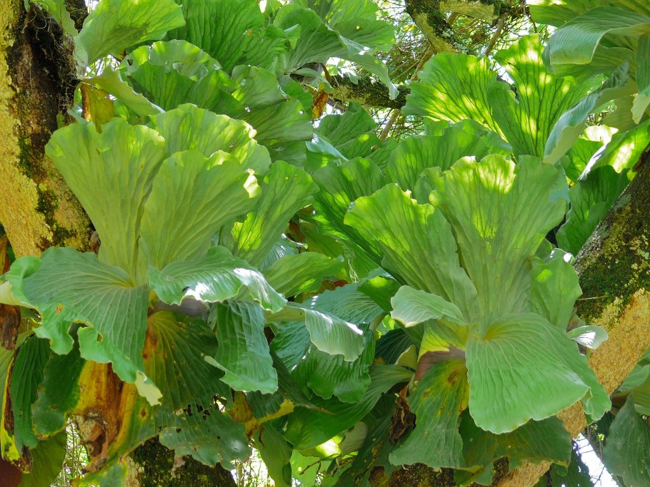 Платицериум Недерландс