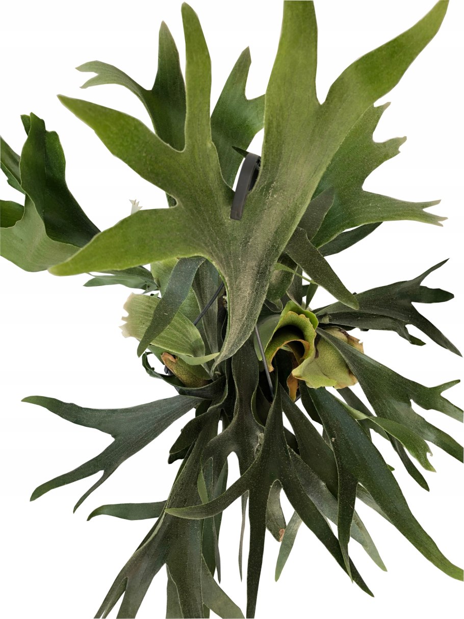 Платицериум корона