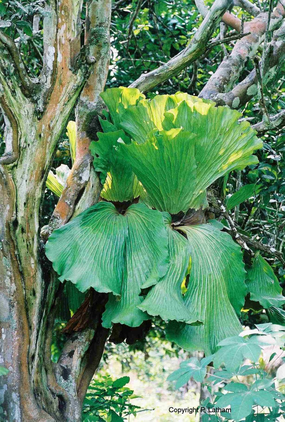 Platycerium superbum