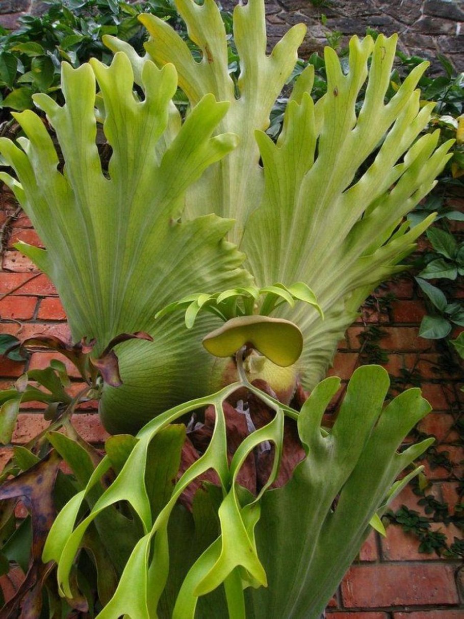 Платицериум Плоскорог