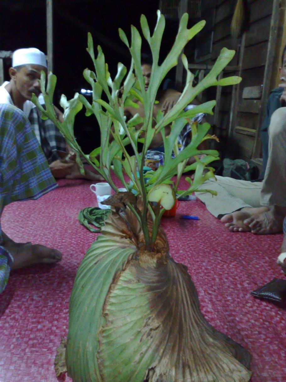 Папоротник Платицериум