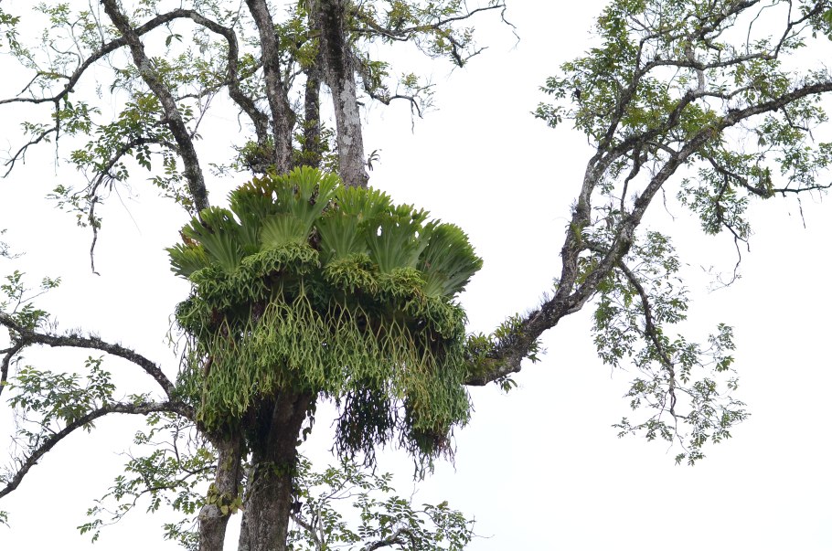 Платицериум Гранде вайи