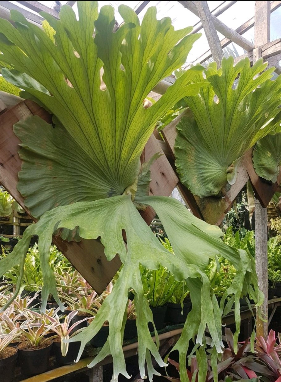 Папоротник Платицериум бифуркатум