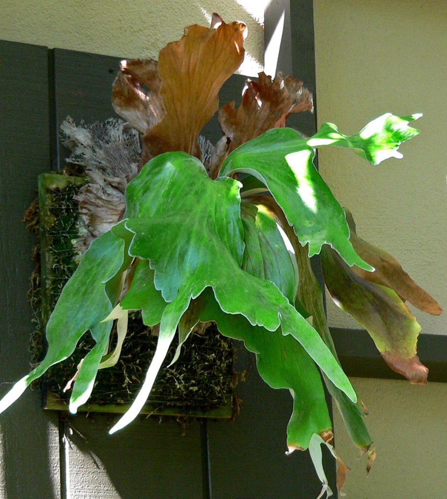 Платицериум оленерогий