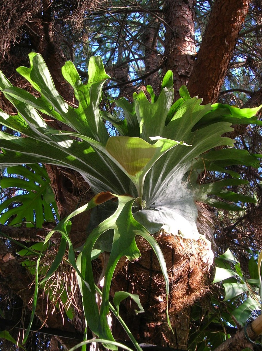 Platycerium-Платицериум (Плоскорог). Папоротник Оленьи рога.