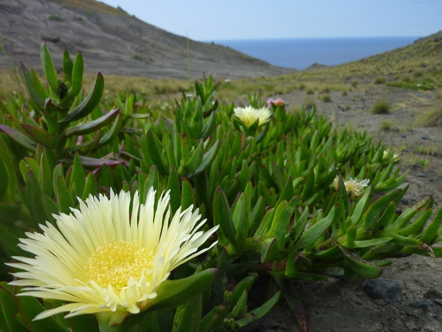 Карпобротус Эдулис