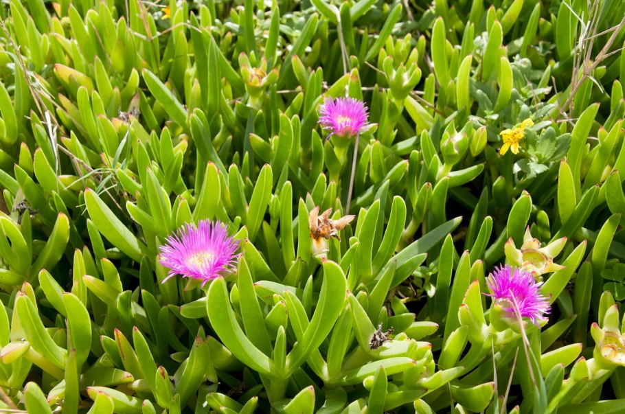 Карпобротус плоды