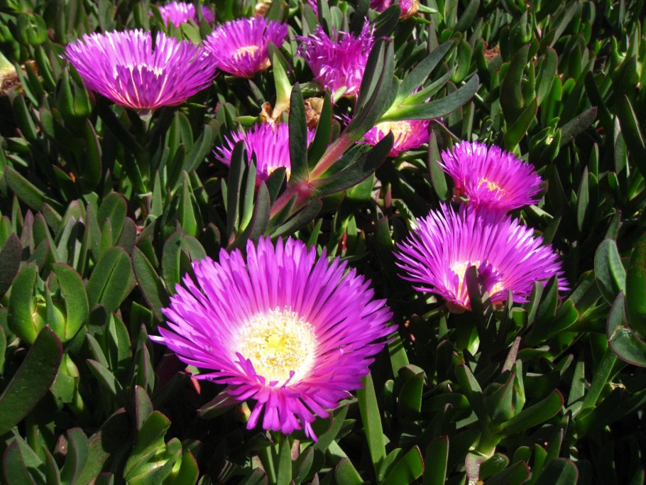 Карпобротус Эдулис