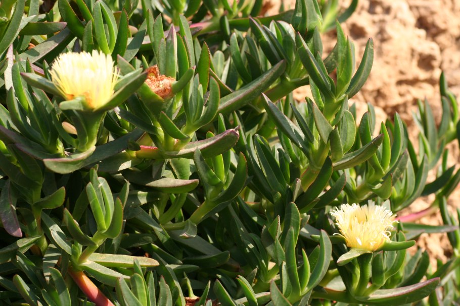 Карпобротус Эдулис