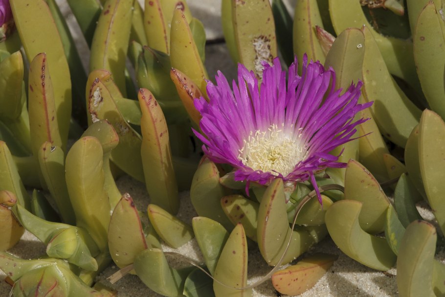 Carpobrotus edulis