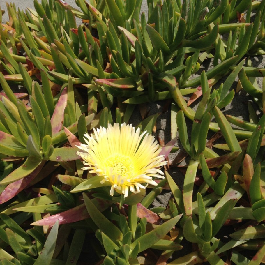 Суккулент Карпобротус