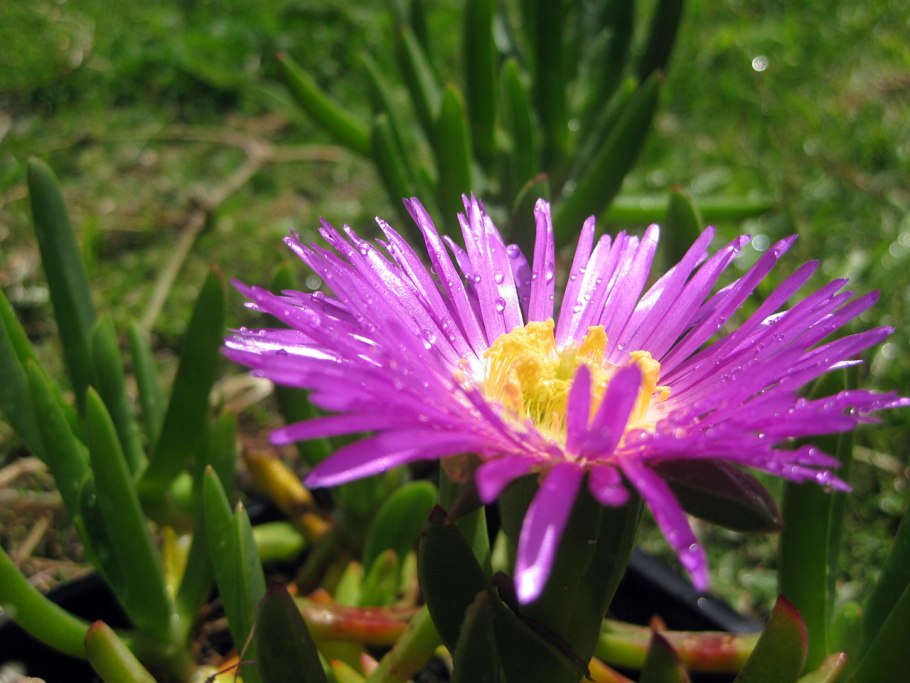 Суккулент Карпобротус жёлтый