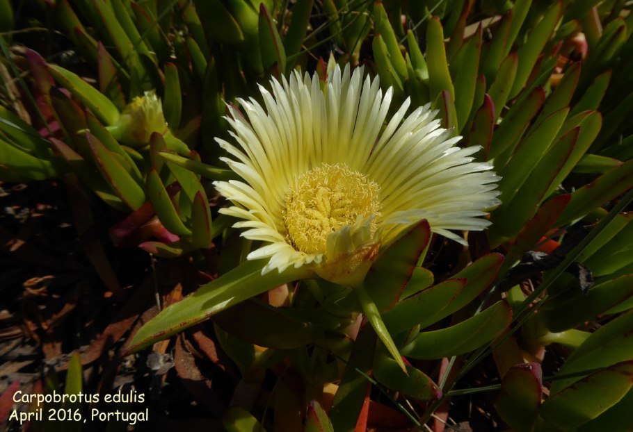 Суккулент Карпобротус