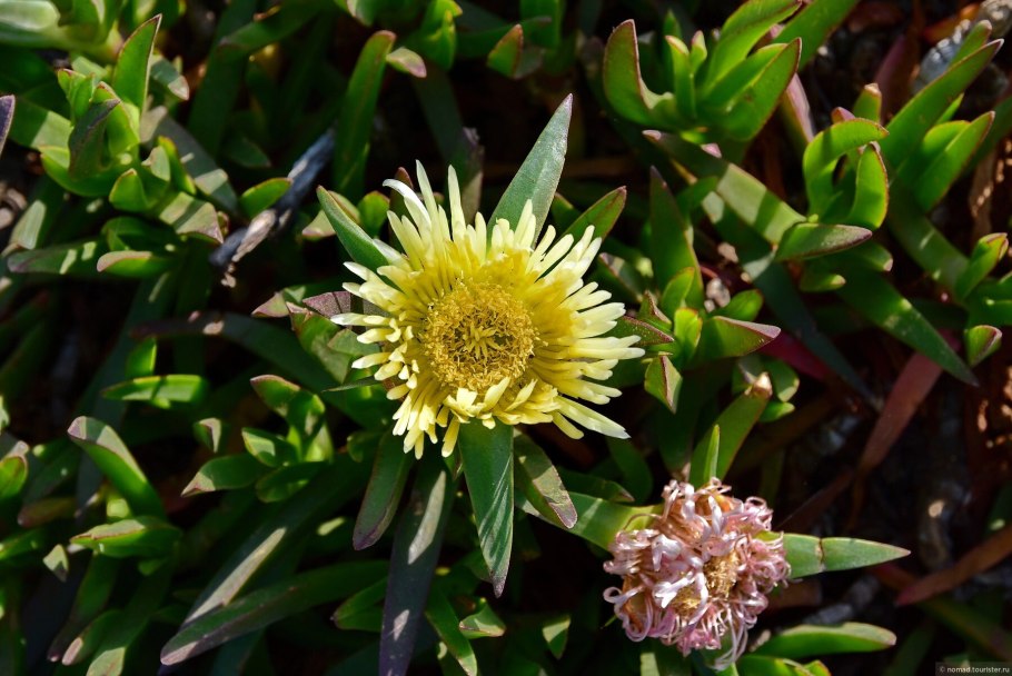 Carpobrotus edulis (Карпобротус