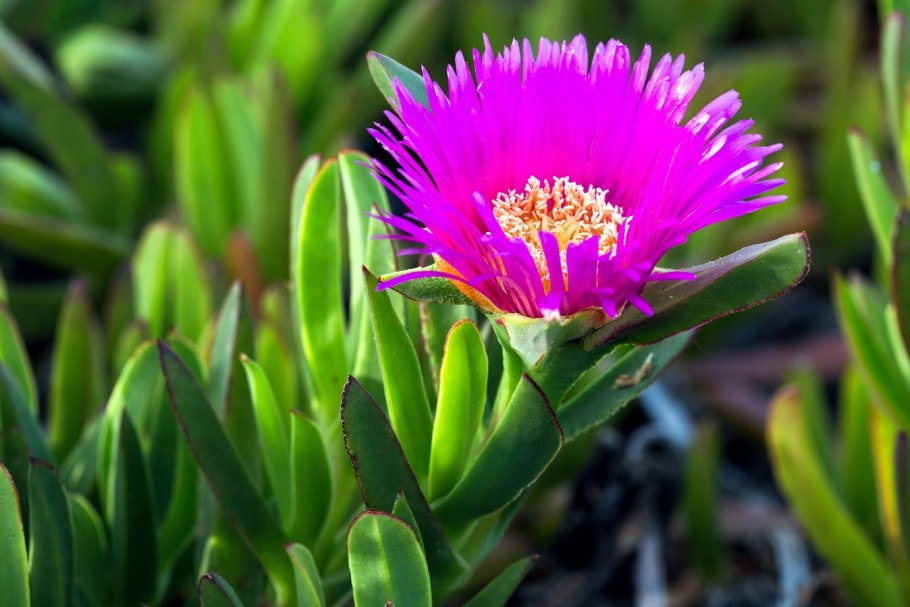 Carpobrotus edulis (Карпобротус