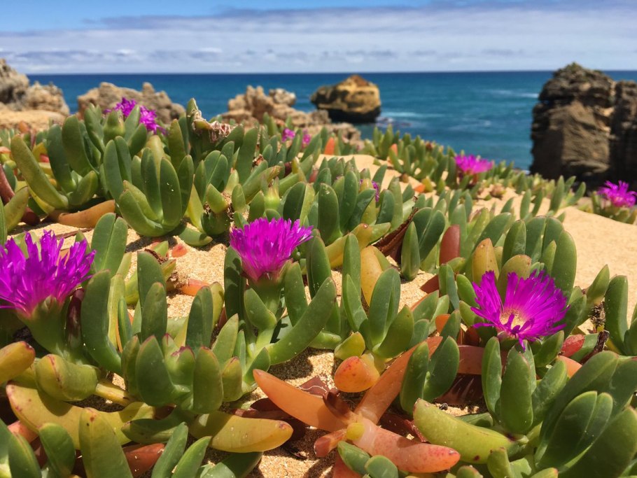 Carpobrotus acinaciformis Карпобротус ацинациформис (саблеобразный)