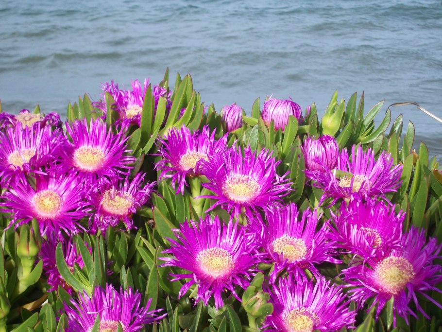 Карпобротус из Турции