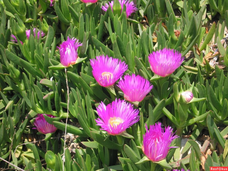 Суккулент Карпобротус