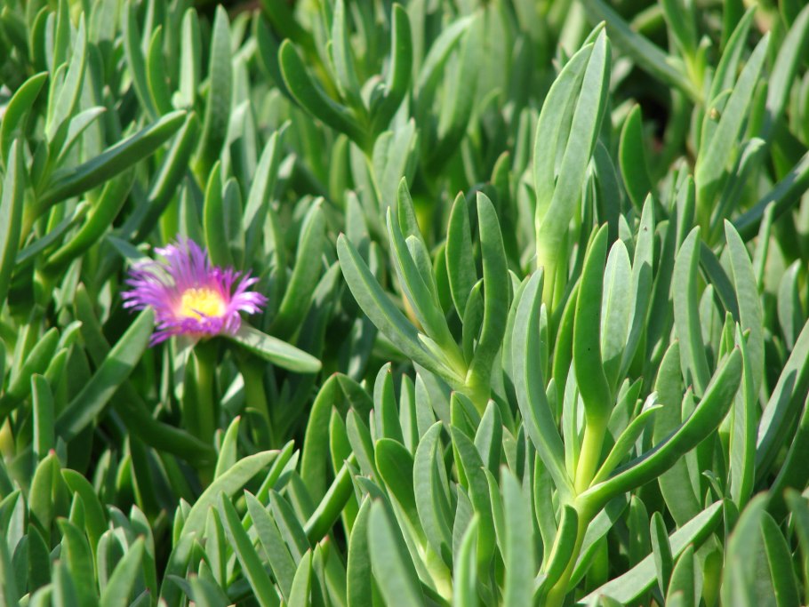 Портулак Мезембриантемум